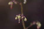 Alumroot